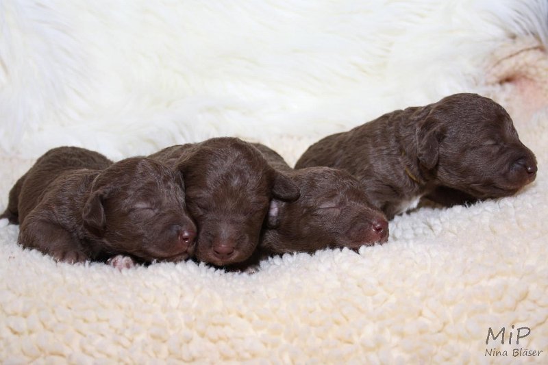 2011-05-07 Puppies Candy & Svet (24).jpg